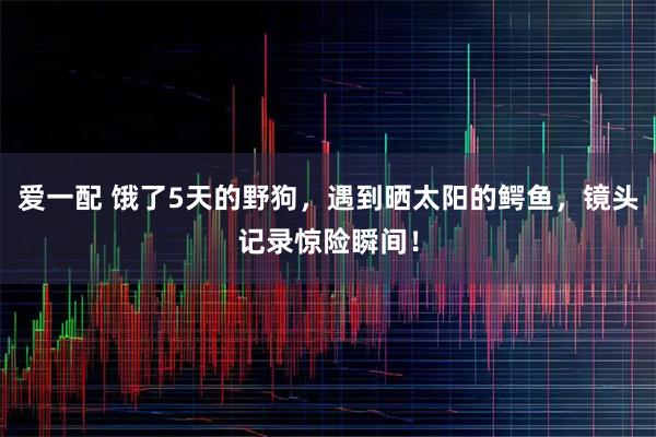 爱一配 饿了5天的野狗，遇到晒太阳的鳄鱼，镜头记录惊险瞬间！
